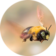 Abeja veloz